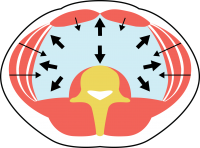 core bracing inside out