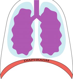 diaphrgam breath expiration