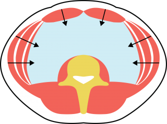 core bracing1